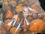 100% Natural Cattle/Ox Gallstones - photo 3