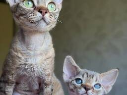 3 cuddlebugs- literally sticker cats available