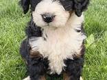6 medium f1 bernedoodle puppies for sale - photo 3