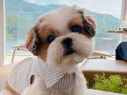 Adorable Shih Tzu Puppy