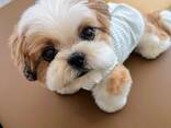 Adorable Shih Tzu Puppy - photo 1