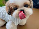 Adorable Shih Tzu Puppy - photo 2
