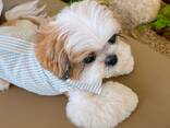 Adorable Shih Tzu Puppy - photo 3
