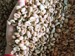 Arabica coffee premium quality beans for gourmet coffee production - photo 2