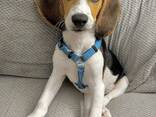 Beautiful tri-colored beagle puppies - фото 2