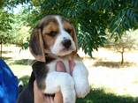 Beautiful tri-colored beagle puppies - фото 3