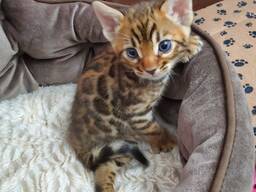 Bengals kitten