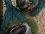 Blue &amp; gold macaws parrot for sale - фото 3