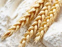 FLOUR wholesale in 50 kg bags and 1 kg packs