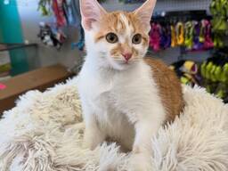 Domestic Shorthair Cat