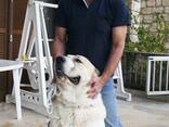Dog trainer (dogtrainer&coach), cynologist, animal behavior specialist - photo 2