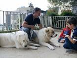 Dog trainer (dogtrainer&coach), cynologist, animal behavior specialist - photo 3