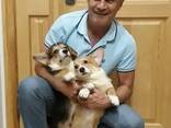 Dog trainer (dogtrainer&coach), cynologist, animal behavior specialist - фото 15