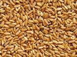 Food wheat (consumption) - photo 1