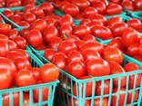 Fresh tomatoes - фото 1