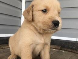 Golden Retriever