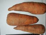carrots wholesale Kazakhstan - фото 2