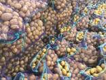 potatoes in bulk - photo 2