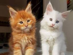 Pedigree Mainecoons