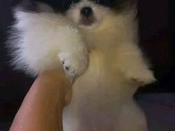 Pomeranian puppy