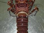 Premium sustainable seafood from Madagascar: fish, prawns, lobsters, crabs, octopus, etc. - photo 5