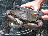 Premium sustainable seafood from Madagascar: fish, prawns, lobsters, crabs, octopus, etc. - photo 8