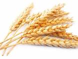 Пшеница 12,5% - фото 1