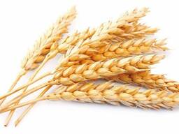 Пшеница 12,5%