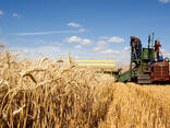 Пшеница дурум - фото 1