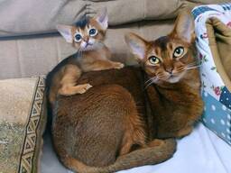 Ready now! Beautiful Abyssinians kittens