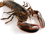 Seafood Fresh and Frozen Lobster, Frozen Lobster, Frozen Lobster Tails Fresh Lobsters Cana