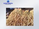 Sorghum for the production of brooms - photo 1