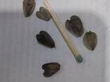 Sylphium perforatum seeds - photo 1