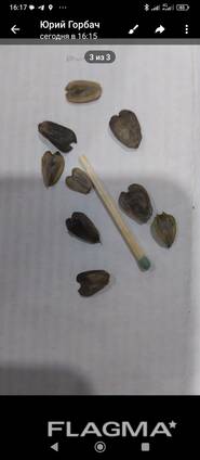 Sylphium perforatum seeds