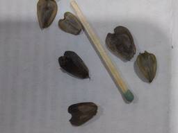Sylphium perforatum seeds