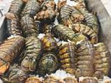 Wholesale Frozen Fresh Lobster Seafood for sale. Chilled Lobster Tails. Frosty Lobster Del - фото 2